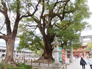 ڂ炳̑ɕ{V{̃NX̓eʐ^1