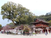 ڂ炳̑ɕ{V{̃NX̓eʐ^1