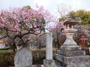 ڂ炳̑ɕ{V{̔~̓eʐ^1