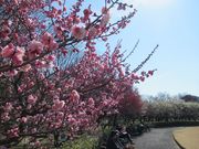 ߋT|~̔~ь̔~̓eʐ^1