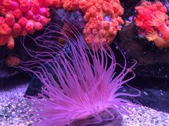 �啪�}���[���p���X�����فu���݂��܂��v�̎ʐ^2