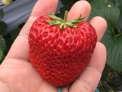 mappi̐V񂾔_ȉւ̓eʐ^1