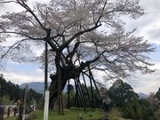 �J�gQ����̖{���̐�N���̓��e�ʐ^1