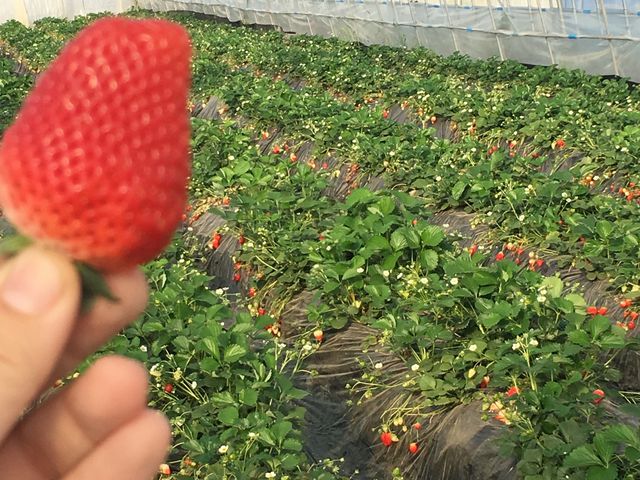 �嗱�����������ł��B_�₢�����R��������