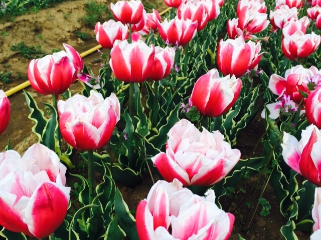 �Ƃ��Ă��Y��ȃ`���[���b�v_�I�����_���ԃ��[�t�f