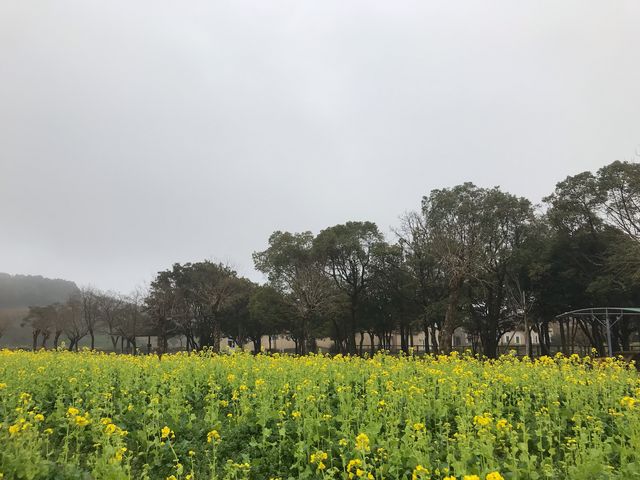 kirei_������̋u