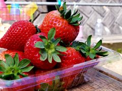 ₳̂܂Ƃݔ_iەx_jւ̓eʐ^1