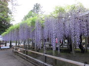 hide̎O_Ђ̍C̓̓eʐ^2