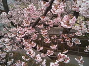 �l���\���Y����̖����@�̓��e�ʐ^3