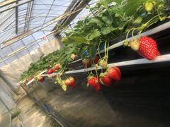 Ƃ񂳂̃zeBL˂ւ̓eʐ^1