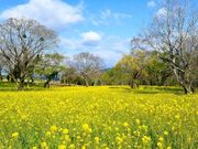 shy̓cÂ݁E؂̉Ԃ̓eʐ^1