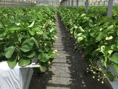 Ȃ񂳂̋邢ւ̓eʐ^1