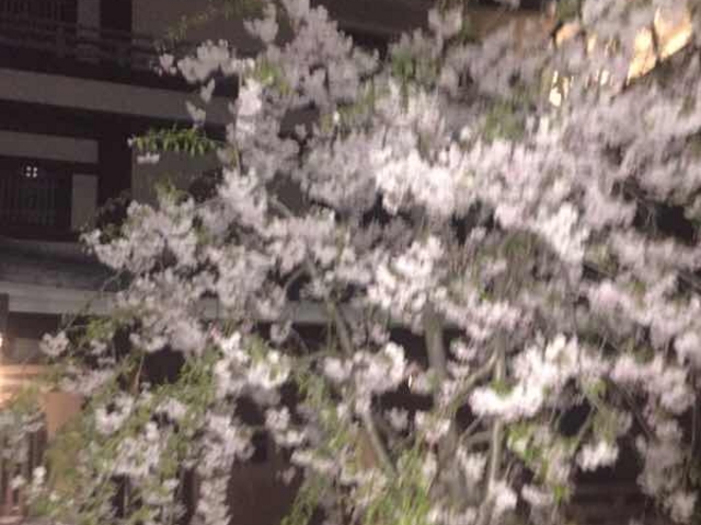 Kuda12����̏@�c���̓��e�ʐ^1