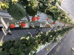 �͂邿��񂳂�̑�J�t�@�[���ւ̓��e�ʐ^1