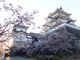 こぼらさんの上野公園の桜の投稿写真2