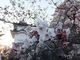 こぼらさんの上野公園の桜の投稿写真3