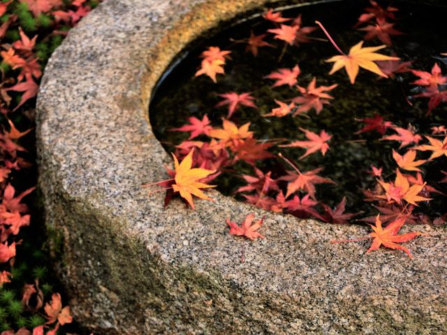 �U�胂�~�W��������_�F���㐶��