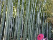 snowwhite����̉p�����̓��e�ʐ^1