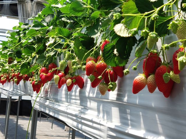 �C�`�S�����ς��̃��[��_�݂悵�ς��ς��t�@�[��