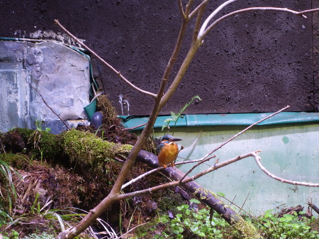 �J���Z�~2_�A�N�A�}�������Ȃ킵��J���Z�~������