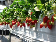 ͂Ȃ񂳂݂̂悵ςςt@[ւ̓eʐ^1