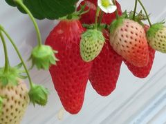 �͂Ȃ���񂳂�݂̂悵�ς��ς��t�@�[���ւ̓��e�ʐ^2