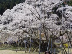 淡墨公園 （根尾谷淡墨桜）の口コミ一覧 - じゃらんnet