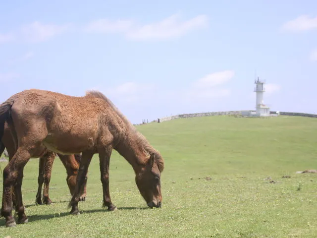 与那国島の東崎の草原で放牧されるヨナグニウマ