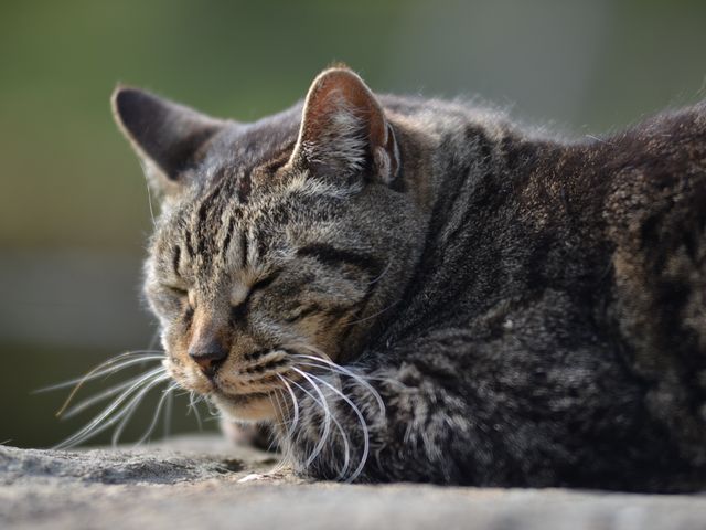 �����Q�˂�1_���P�Y����