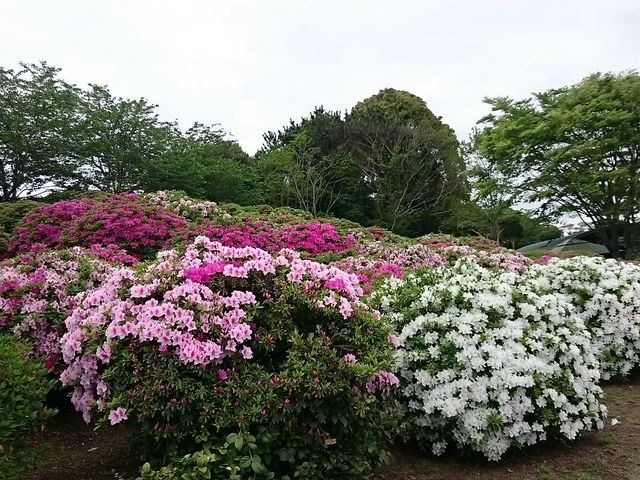 ときわ公園／ツツジ】アクセス・営業時間・料金情報 - じゃらんnet