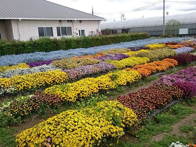 ���Ԕ�������܂���_�G�ߑ̌��_��@�Ԃ̊C