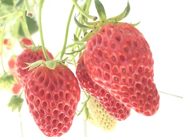 �������������ł��I_�q���t�@�[��