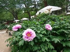 �X�k�v����̂Ƃ�������^�{�^���ւ̓��e�ʐ^1