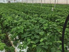 ܂肳̂킹͂邢_HappyComeComeւ̓eʐ^1