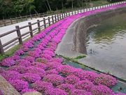 �X�k�v����̂Ƃ�������E��ՌΎ��V���H�̓��e�ʐ^1