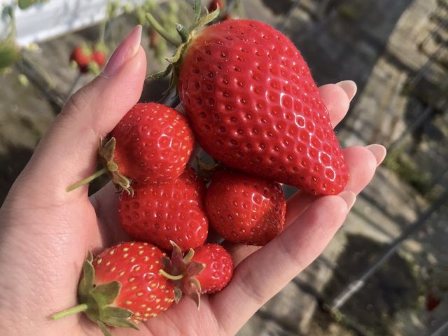 11��H�ה��_�悩���񂢂���