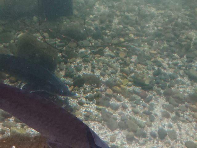 ���ɐH���ł����A�`���E�U���ł��B_�����Ȍ���