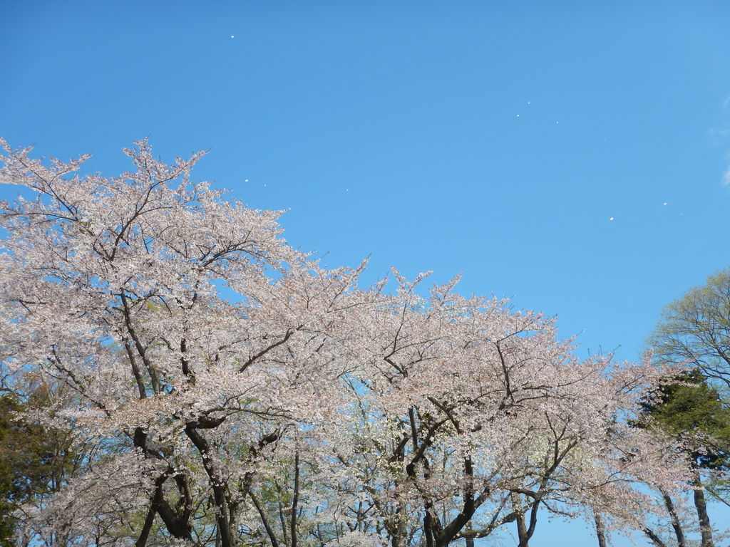 十和田市の公園・庭園ランキングTOP2 - じゃらんnet