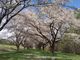 大輔さんの雫石川園地の桜並木の投稿写真1