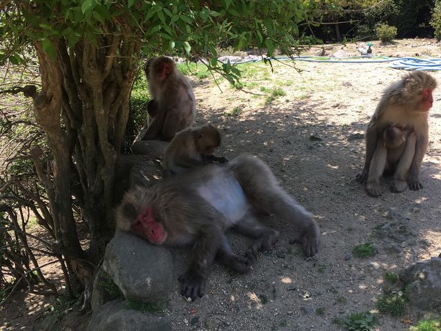 B�Q�̕��{�X_���������q�k���R�������@�����̍�