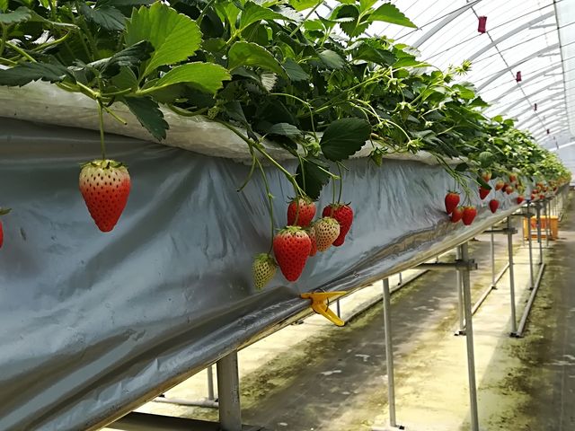 �Â��C�`�S��R�ł�_䕍H�[��������