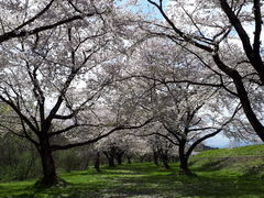 もんさんの雫石川園地の桜並木の投稿写真1