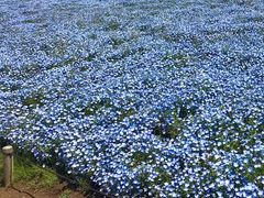 ���䂳��̍��c�Ђ����C�l�����ւ̓��e�ʐ^1