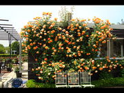 񂳂̃frbhEI[X`̃CObV[YK[fƃvcZ^[̓eʐ^1