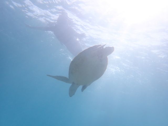 �J������Ƃ̃c�[�V���b�g�B
�j����C���߂�����Đ��������������I_Reeftour HONEY