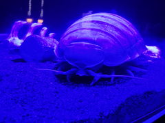 肶邳̏Í`[Cف`V[JXE~[WA`ւ̓eʐ^1