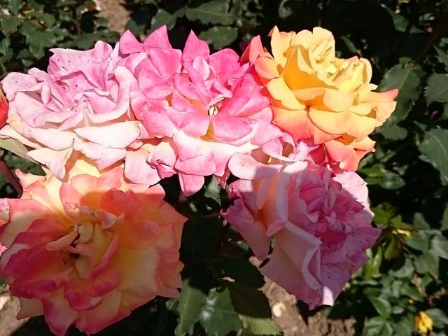 �O���f�[�V�����̃o��_RSK�o����