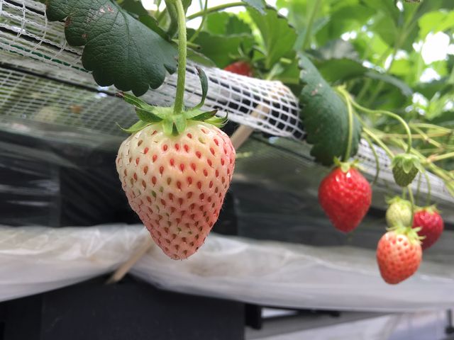 ������_�C�ӂ̂�������