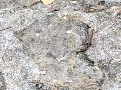 ҁ[̂̂тR`{Xւ̓eʐ^1