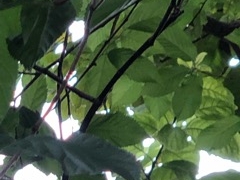 ҁ[̂̍{_Ђւ̓eʐ^1